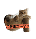 笑(にこ)ちゃん（個別スタンプ：14）