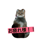 笑(にこ)ちゃん（個別スタンプ：15）