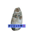 笑(にこ)ちゃん（個別スタンプ：16）