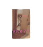 ココアスタンプ 1（個別スタンプ：4）
