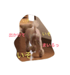 ココアスタンプ 1（個別スタンプ：7）