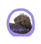 ココアスタンプ 1（個別スタンプ：14）