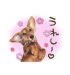 ダックス犬 写真 ここわん4 日常会話編（個別スタンプ：1）