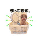 ダックス犬 写真 ここわん4 日常会話編（個別スタンプ：2）