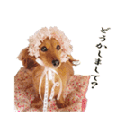 ダックス犬 写真 ここわん4 日常会話編（個別スタンプ：4）