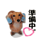 ダックス犬 写真 ここわん4 日常会話編（個別スタンプ：6）