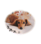 ダックス犬 写真 ここわん4 日常会話編（個別スタンプ：7）