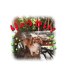 ダックス犬 写真 ここわん4 日常会話編（個別スタンプ：9）