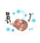 ダックス犬 写真 ここわん4 日常会話編（個別スタンプ：11）