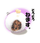 ダックス犬 写真 ここわん4 日常会話編（個別スタンプ：12）