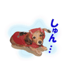 ダックス犬 写真 ここわん4 日常会話編（個別スタンプ：13）