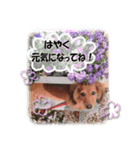 ダックス犬 写真 ここわん4 日常会話編（個別スタンプ：14）