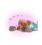ダックス犬 写真 ここわん4 日常会話編（個別スタンプ：15）
