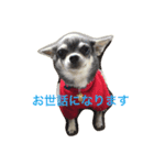 あおちゃんちの気ままなワンコスタンプ（個別スタンプ：4）