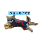 あおちゃんちの気ままなワンコスタンプ（個別スタンプ：6）