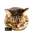我輩は多分、猫（個別スタンプ：1）