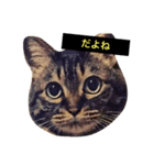 我輩は多分、猫（個別スタンプ：2）
