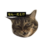 我輩は多分、猫（個別スタンプ：5）