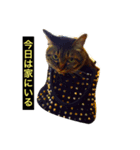 我輩は多分、猫（個別スタンプ：7）