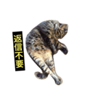 我輩は多分、猫（個別スタンプ：9）