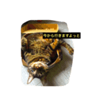 我輩は多分、猫（個別スタンプ：10）
