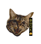 我輩は多分、猫（個別スタンプ：11）