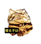 我輩は多分、猫（個別スタンプ：12）