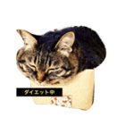 我輩は多分、猫（個別スタンプ：13）