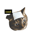我輩は多分、猫（個別スタンプ：14）