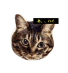 我輩は多分、猫（個別スタンプ：15）