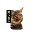 我輩は多分、猫（個別スタンプ：16）