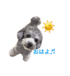 トイプードルシルバーちゃい君（個別スタンプ：1）