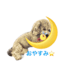 トイプードルシルバーちゃい君（個別スタンプ：12）
