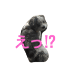 わんころぼーず くー（個別スタンプ：1）