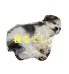 わんころぼーず くー（個別スタンプ：2）