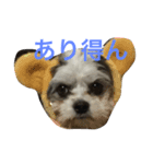 わんころぼーず くー（個別スタンプ：3）