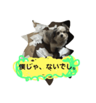 わんころぼーず くー（個別スタンプ：7）