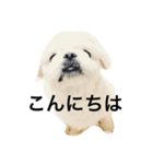 ペキニーズちょこま（個別スタンプ：2）