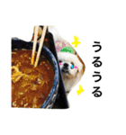 ペキニーズちょこま（個別スタンプ：9）