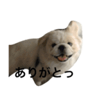 ペキニーズちょこま（個別スタンプ：18）