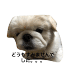 ペキニーズちょこま（個別スタンプ：19）