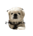 ペキニーズちょこま（個別スタンプ：22）