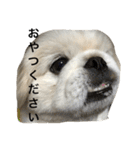 ペキニーズちょこま（個別スタンプ：26）