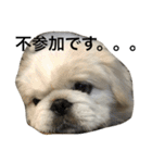 ペキニーズちょこま（個別スタンプ：33）