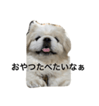 ペキニーズちょこま（個別スタンプ：37）