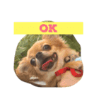 KOMUGIN（個別スタンプ：1）