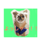 KOMUGIN（個別スタンプ：3）