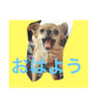 KOMUGIN（個別スタンプ：4）