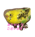 ぴっぴの気持ち（個別スタンプ：1）