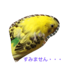 ぴっぴの気持ち（個別スタンプ：3）